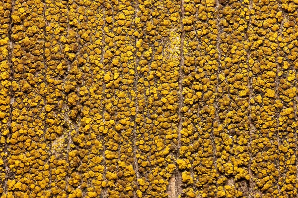 木板上的黄色真菌特近镜头 — 图库照片