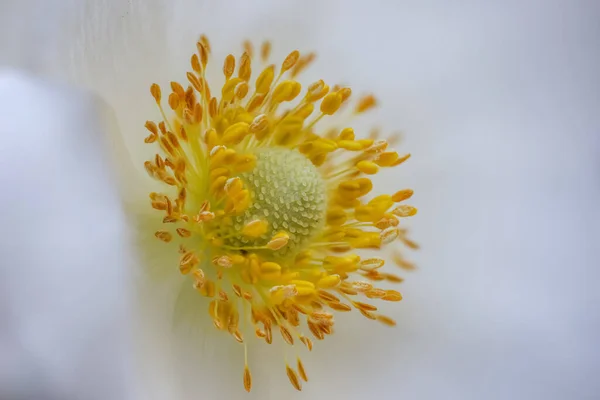 Extreme Close Shot Japanese Anemone Flower Details — Stock Photo, Image