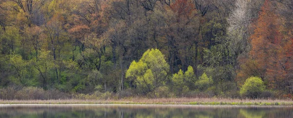 Panoramautsikt Över Träd Med Unga Blad Tillväxt Våren Michigan Landsbygden — Stockfoto