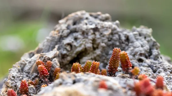 Μωρό Δάκρυα Ανάπτυξη Φυτών Στην Επιφάνεια Του Βράχου Κατά Διάρκεια — Φωτογραφία Αρχείου
