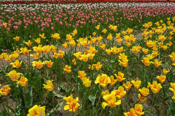Campo Flores Tulipán Holanda Michigan Durante Primavera Enfoque Selectivo — Foto de Stock