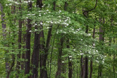 Ormanda baharın açtığı kızılcık ağaçları..