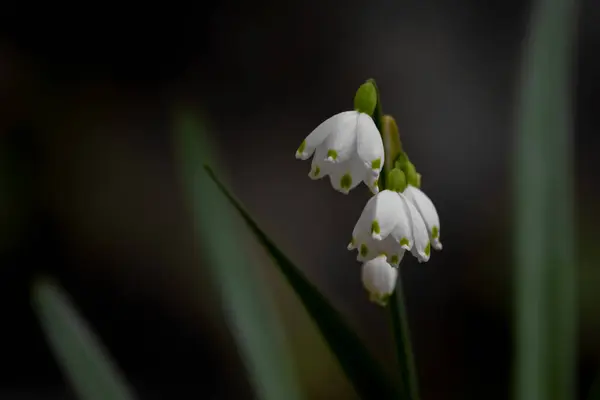 Luk Skud Lily Valley Blomst - Stock-foto