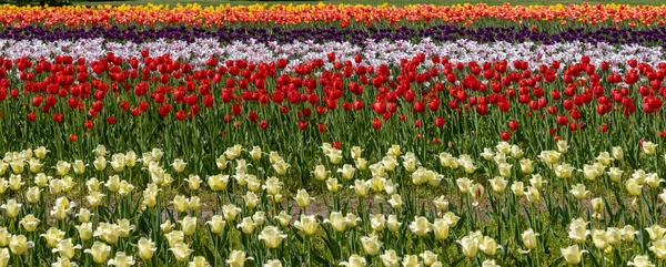 Vista Panorámica Granja Tulip Con Hilera Coloridas Plantas Tulip Holland — Foto de Stock