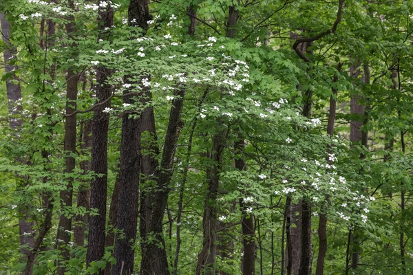 Dogwood Drzewa Wiosną Kwitną Lesie — Zdjęcie stockowe