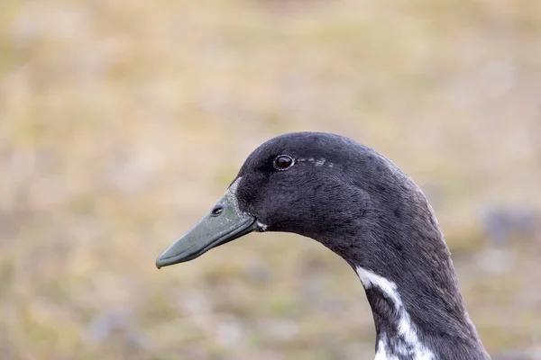 Zavřít Pohled Černou Kachnu Farmě — Stock fotografie