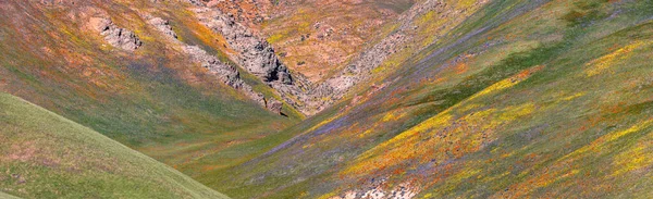 野花が咲くカリフォルニアの風景ゴーマンの丘 — ストック写真