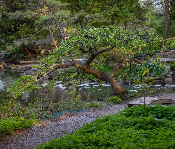 Árbol Único Jardín Japonés Cranbrook Gardens Michigan — Foto de Stock