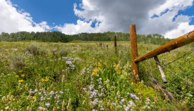 Colorado 'daki kayalık dağ yamaçlarında kır çiçeği bitkileri