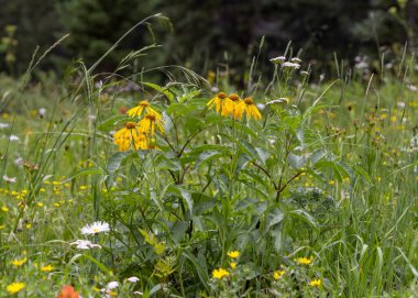 Colorado kırsalında sarı yaban çiçekleri.