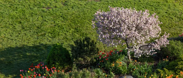Vista Pájaro Del Árbol Con Flor Cerezo Primavera —  Fotos de Stock