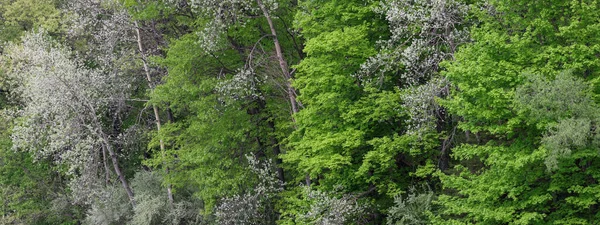 Paisaje Primavera Michigan Árboles Con Hojas Frescas — Foto de Stock