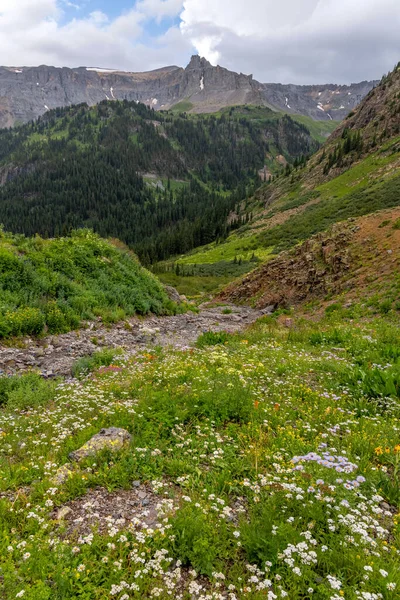 Crescimento Flores Silvestres Nas Encostas Das Montanhas Rochosas Colorado — Fotografia de Stock