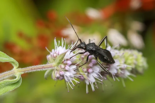 Svart Insekt Samlar Pollen Från Lila Blommorna — Stockfoto