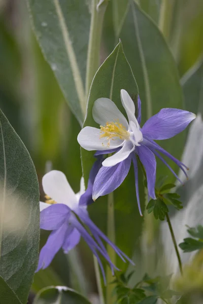 Widok Bliska Blue Columbines Ostrość Selektywna — Zdjęcie stockowe