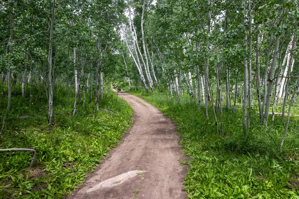 Promenadstig Genom Asspen Träd Nära Crested Butte Colorado — Stockfoto