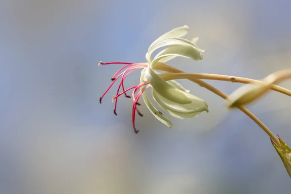 Örümcek Zambağı Çiçeğinin Yakın Görüntüsü — Stok fotoğraf
