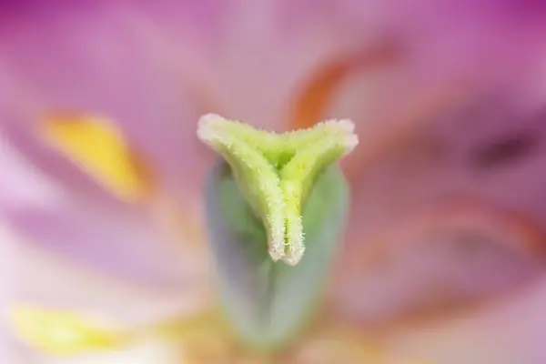 Tulipan Kwiat Wewnętrzne Szczegóły Płytka Głębokość Pola — Zdjęcie stockowe