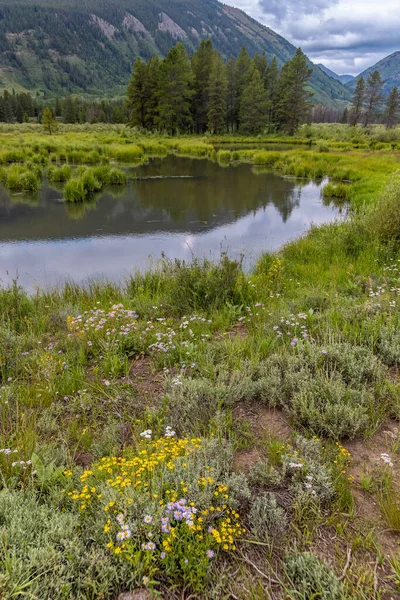 Prato Fiori Campo Lungo Fiume Ardesia Nella Campagna Del Colorado — Foto Stock