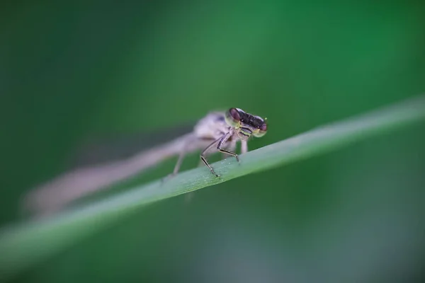 Nahaufnahme Von Damselfly Auf Einem Blatt — Stockfoto