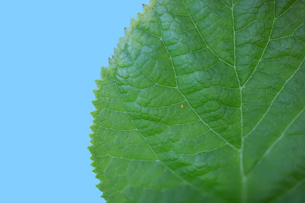 Extrem Närbild Skott Blad — Stockfoto