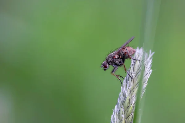 Primer Plano Mosca Una Planta — Foto de Stock