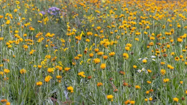 Vista Perto Flores Silvestres Colorado — Fotografia de Stock