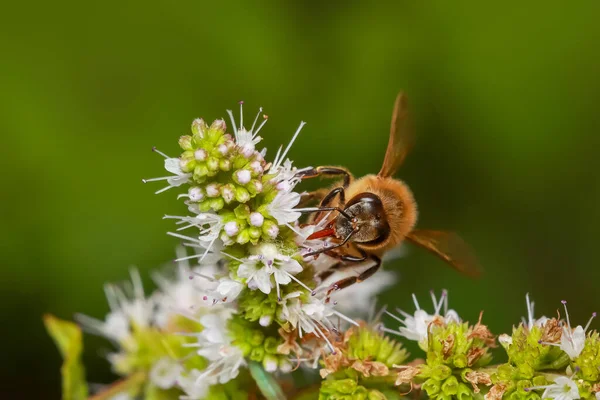 Honey Bee Pollen Gyűjtése Virág — Stock Fotó