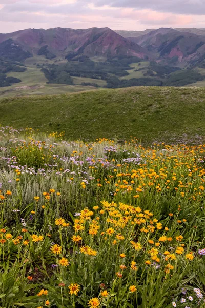 Flores Silvestres Colores Cerca Crested Butte Colorado —  Fotos de Stock