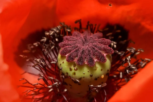 ポピーの花の極端なクローズアップ内部の詳細 選択的フォーカス — ストック写真