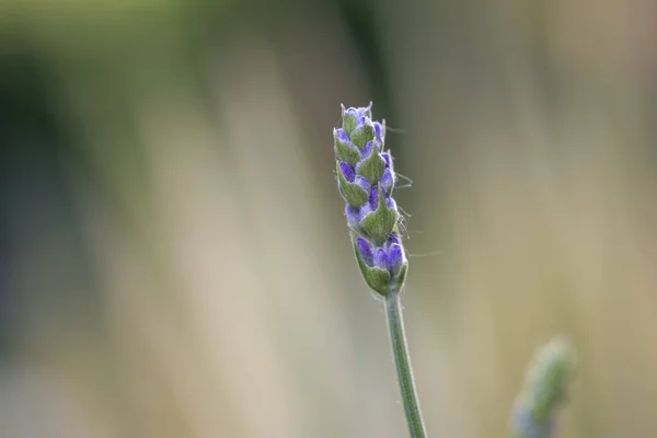 Extreme Close Shot Fresh Lavender Flower Bud — Stock Photo, Image