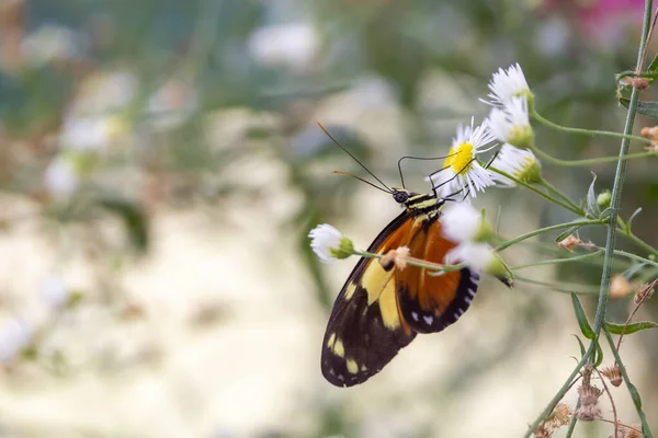 Close Shot Butterfly Feeding Plant Shallow Depth Field — Stock Photo, Image