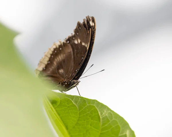 Close Shot Van Vlinder Voeden Met Planten Ondiepe Diepte Van — Stockfoto