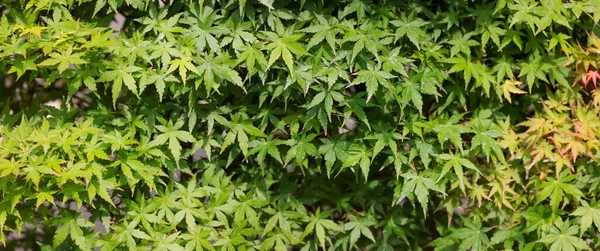 Vista Panorámica Las Hojas Arce Japonés Enfoque Selectivo — Foto de Stock