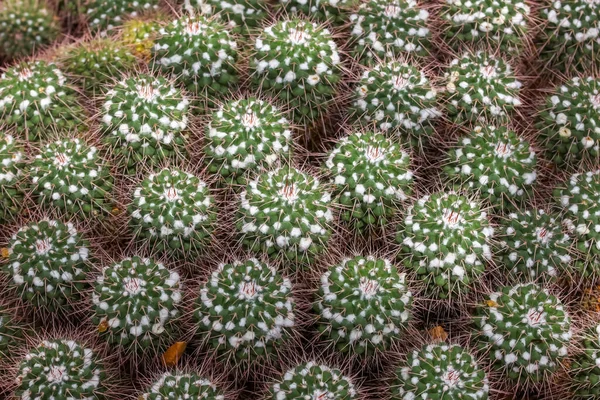 Vista Cerca Planta Cactus Del Desierto Para Uso Fondo —  Fotos de Stock