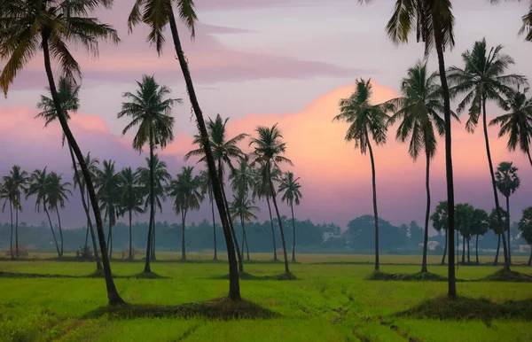 Coconut Tree Plantation Middle Paddy Fields Dusk Andhra Pradesh State — Stock Photo, Image