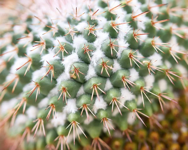 Vista Perto Planta Cacto Foco Imagem Empilhada — Fotografia de Stock