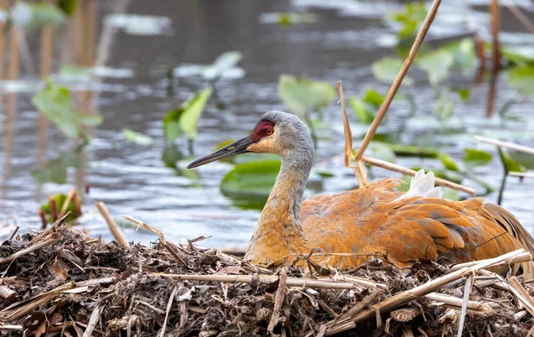 Grue Canada Oiseau Nichant Nid Printemps — Photo