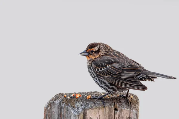 Widok Bliska Młodego Ptaka Pine Siskin Drewnianej Słupku Żywiącym Się — Zdjęcie stockowe