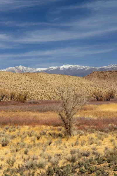 Tree Middle Scenic Owens Valley Sierra Mountains — Stock Photo, Image