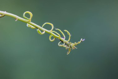 Üzerinde küçük böcekler olan damarı yakın çekim yap. Seçici odaklanma..
