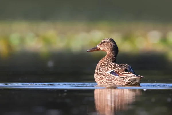 Close View Mallard Duck Lake Shot Eye Level — Stok fotoğraf