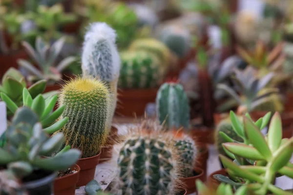 Several Cactus Plant Sale Nursery Close Shot Selective Focus — Fotografia de Stock