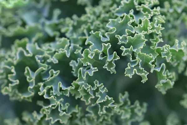 Close Shot Ornamental Kale Plant Leaf — Foto de Stock