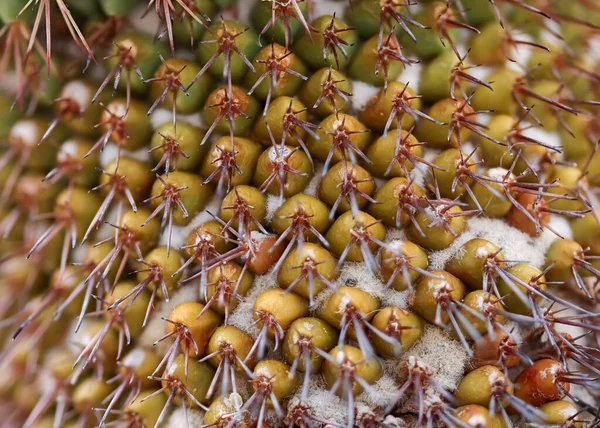 Close Shot Brown Cactus Plant Surface Details — Fotografia de Stock
