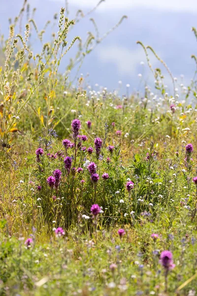 Close Shot Pink Wildflowers California Countryside — kuvapankkivalokuva