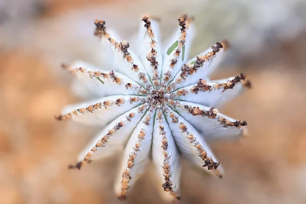 Top Zicht Cactus Plant Woestijn — Stockfoto