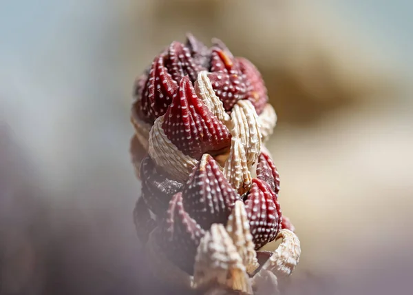 Зірка Барвистої Екзотичної Кактусової Рослини — стокове фото