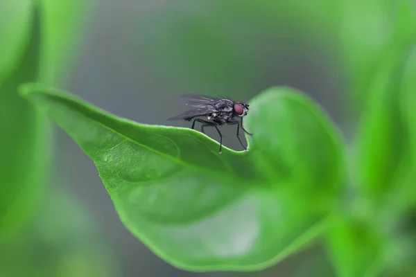 Close Shot Small Fly Leaf Edge — Fotografia de Stock