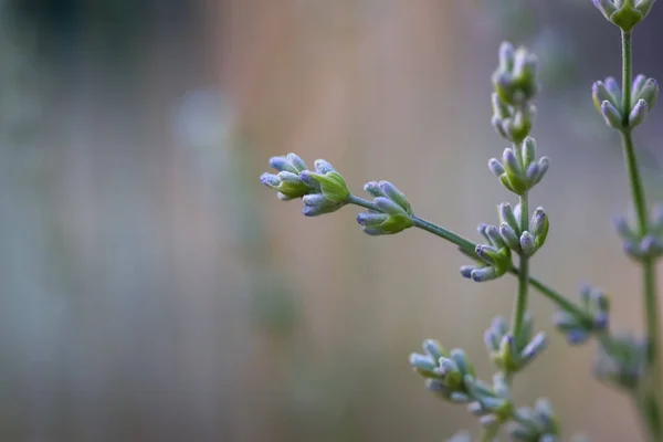 Close Shot Young Lavender Flower Plant — Φωτογραφία Αρχείου